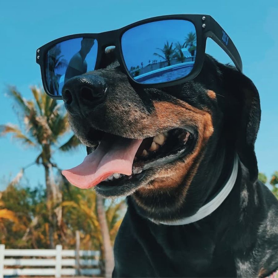 Pet friendly 64922938