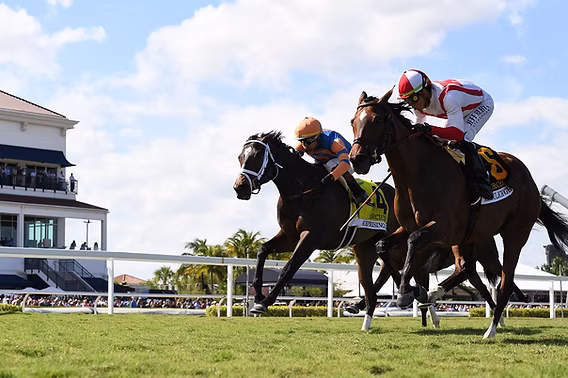 Florida derby 2025: things you must not miss 2 373a2b 8fcd8b0490bc4868b829a57dd828182cmv2